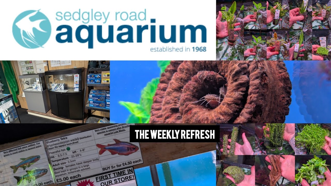 The weekly refresh - New species, a new aquatic plant and a new range of aquariums!