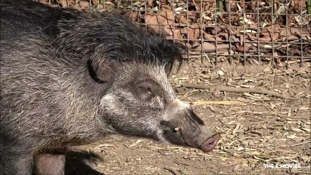 Visaya Vratttenzwijn Diergaarde Blijdorp