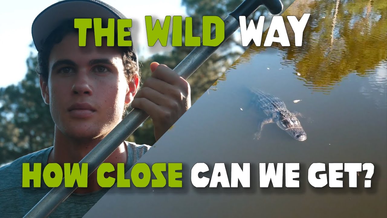 Alligator in the Backyard! | The Wild Way Ep 19