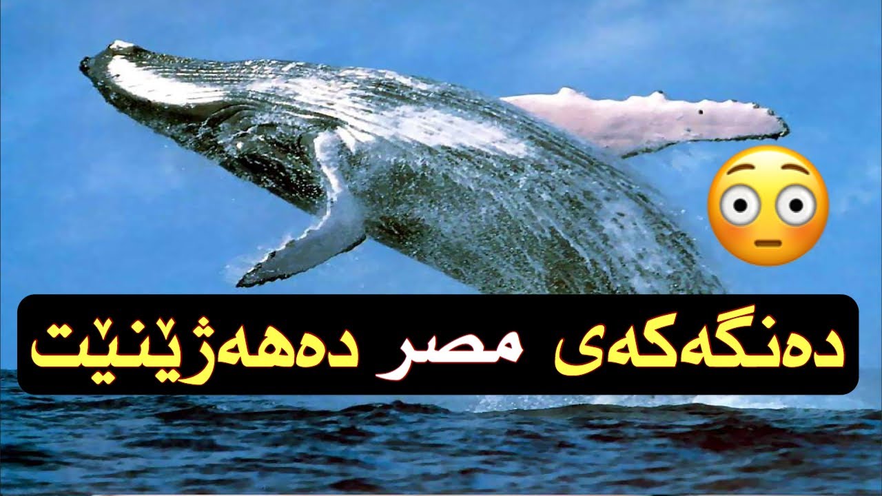 دەنگی نەهەنگی شین مصر دەهەژێنێت !! 😳 حقيقة صوت الحوت الأزرق