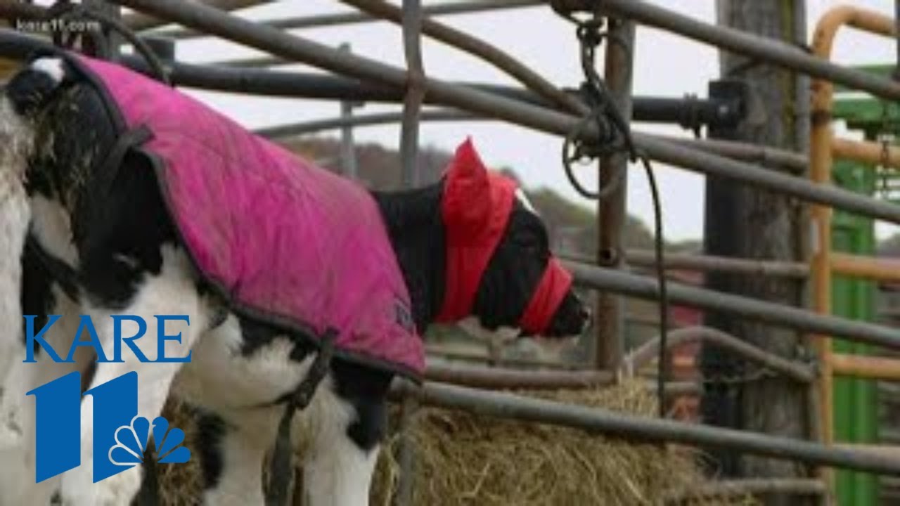 Wisconsin woman upgrades earmuffs for calves