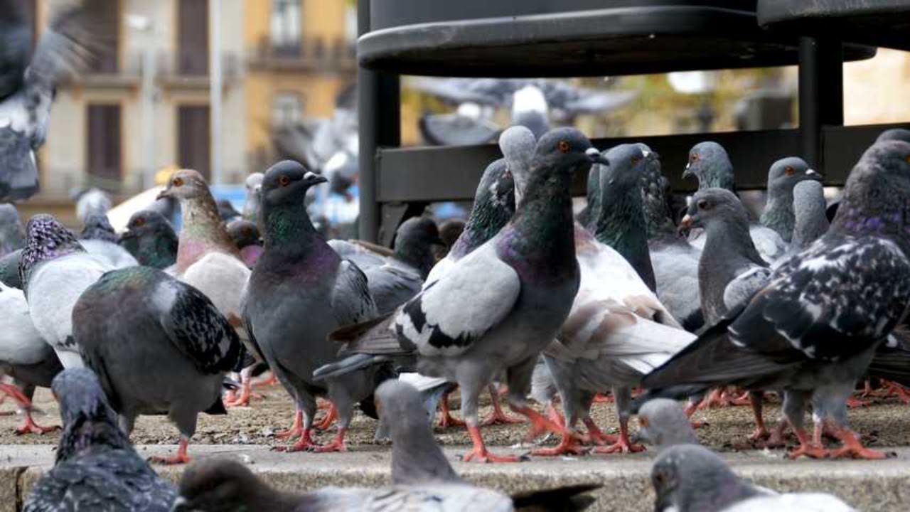 Pomeranian Pouter Pigeons: The Fancy Feathered Friends! #PomeranianPouter #FancyPigeons#PigeonLovers