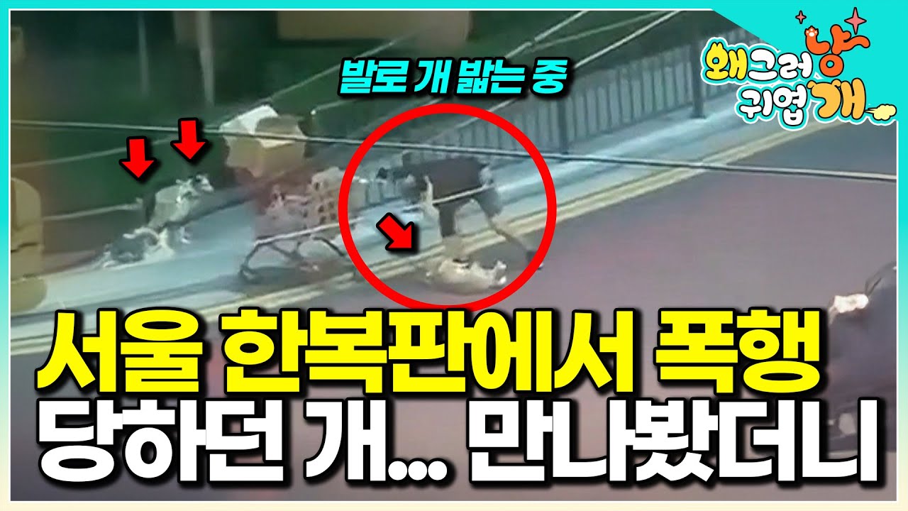 폭행 당하던 개, 이제는 새로운 삶을 살 수 있을까│#왜그러냥귀엽개
