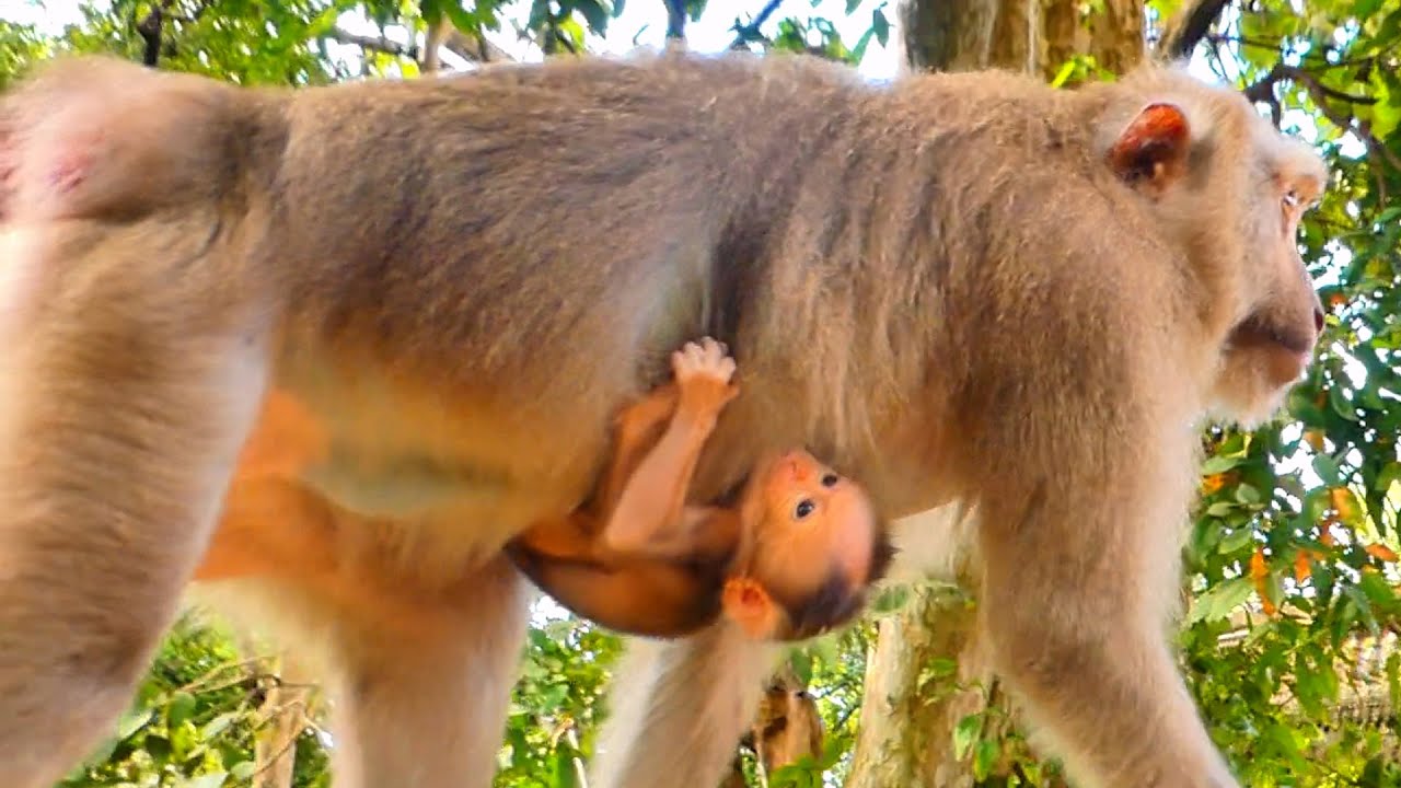 Emotional Moment &mdash; Baby Monkey Hugs Mama So Hard with Endless Love 💖🐒