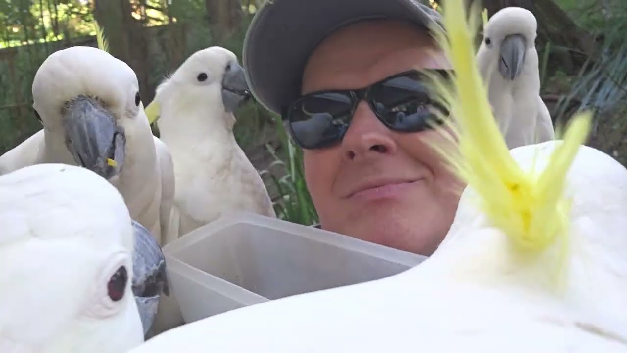 Surrounded by beautiful wild cockatoos!