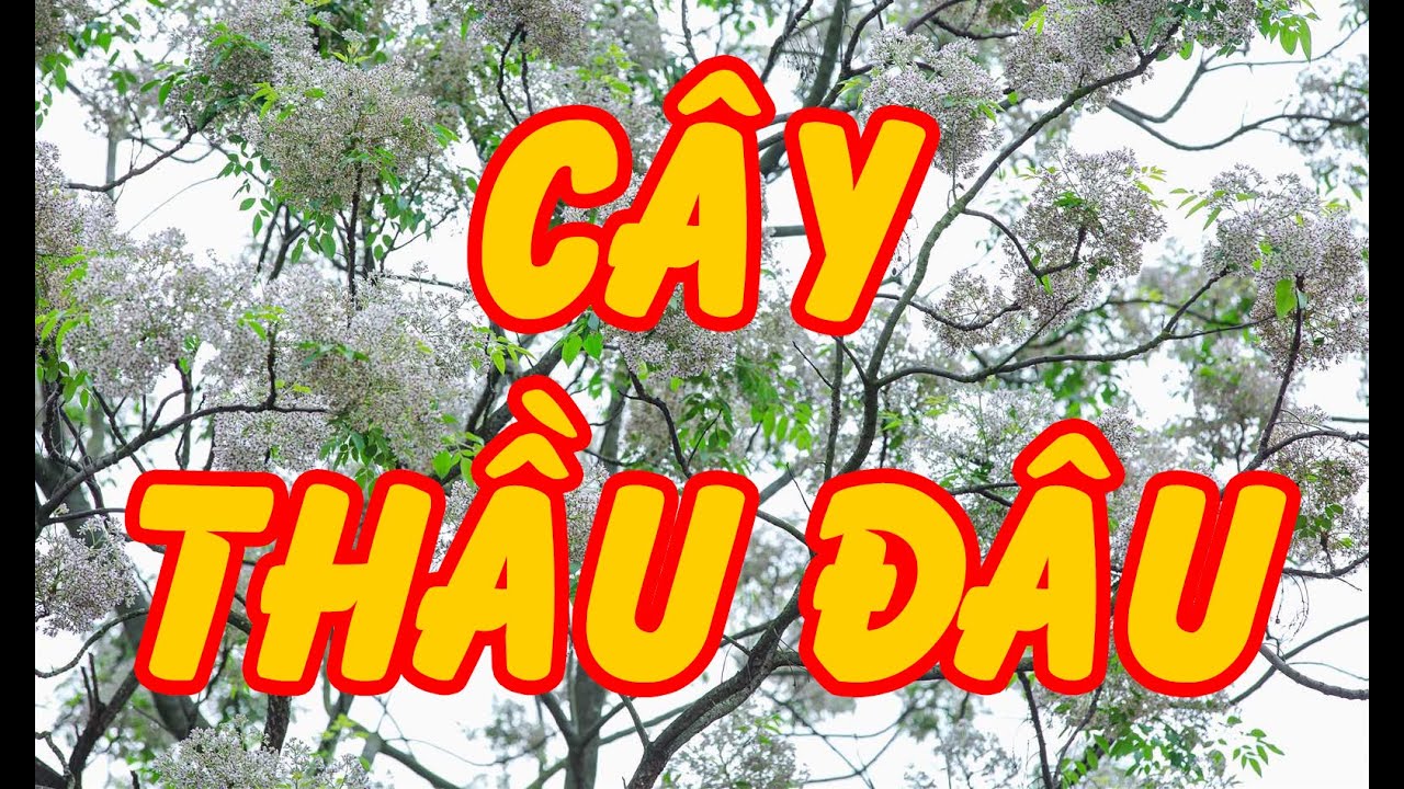 Cây Thầu Đâu (Trần Thế Phong) - Tài Nguyễn Diễn Đọc