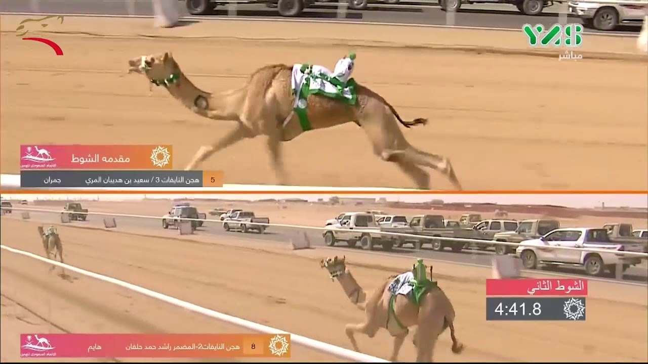 مهرجان ولي العهد- ميدان الطائف- لقايا 17-9-2018 م - ش2 هايم لـ هجن النايفات - راشد حمد حلفان 5:49:92