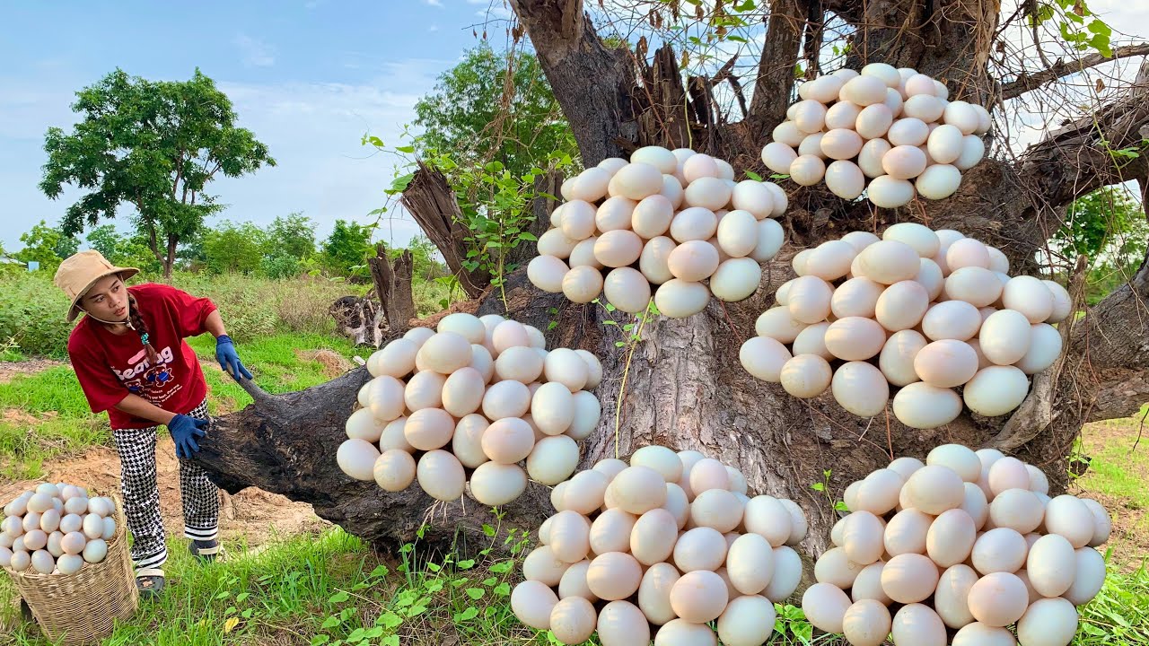 Wow, wow, amazing, a woman picks a lot of duck eggs in a field by the side of the roa