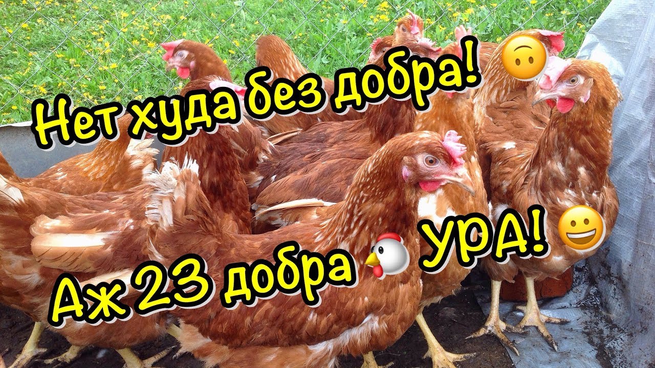 Ломан браун или хайсекс?! / Молодки кур / Скороспелые кроссы кур несушек