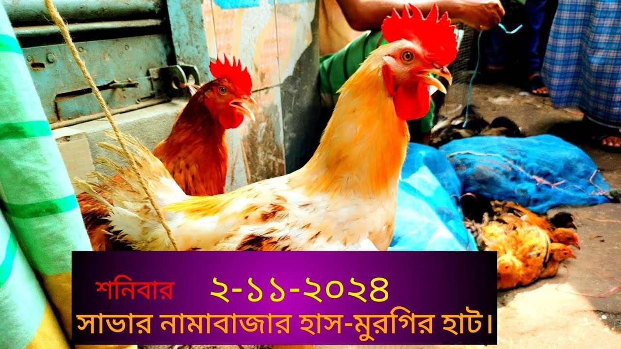 সাভার নামাবাজার হাঁস-মুরগি হাট। শনিবার ২-১১_২০২৪ || has murgir hat||2024 || hat bajar || savar||