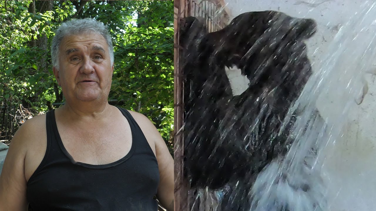 Zbog vrućina medvjede kupa tri puta dnevno