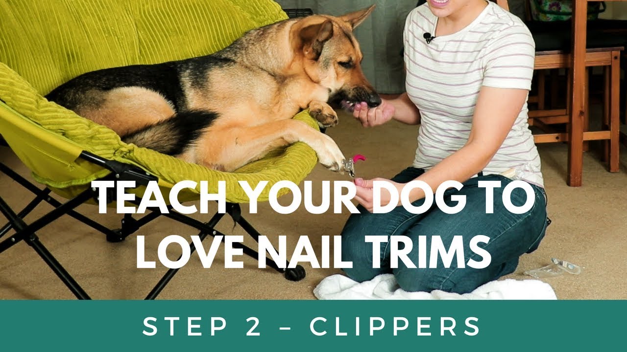 Teach Your Dog To Love Nail Trims - Introducing the Clippers