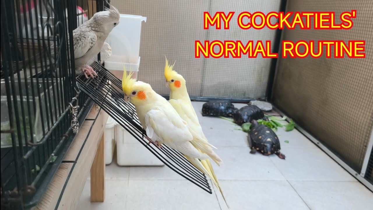 My Cockatiels' Normal Routine