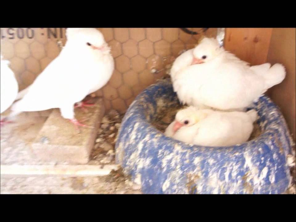Pigeons Are Protecting Their Youngs