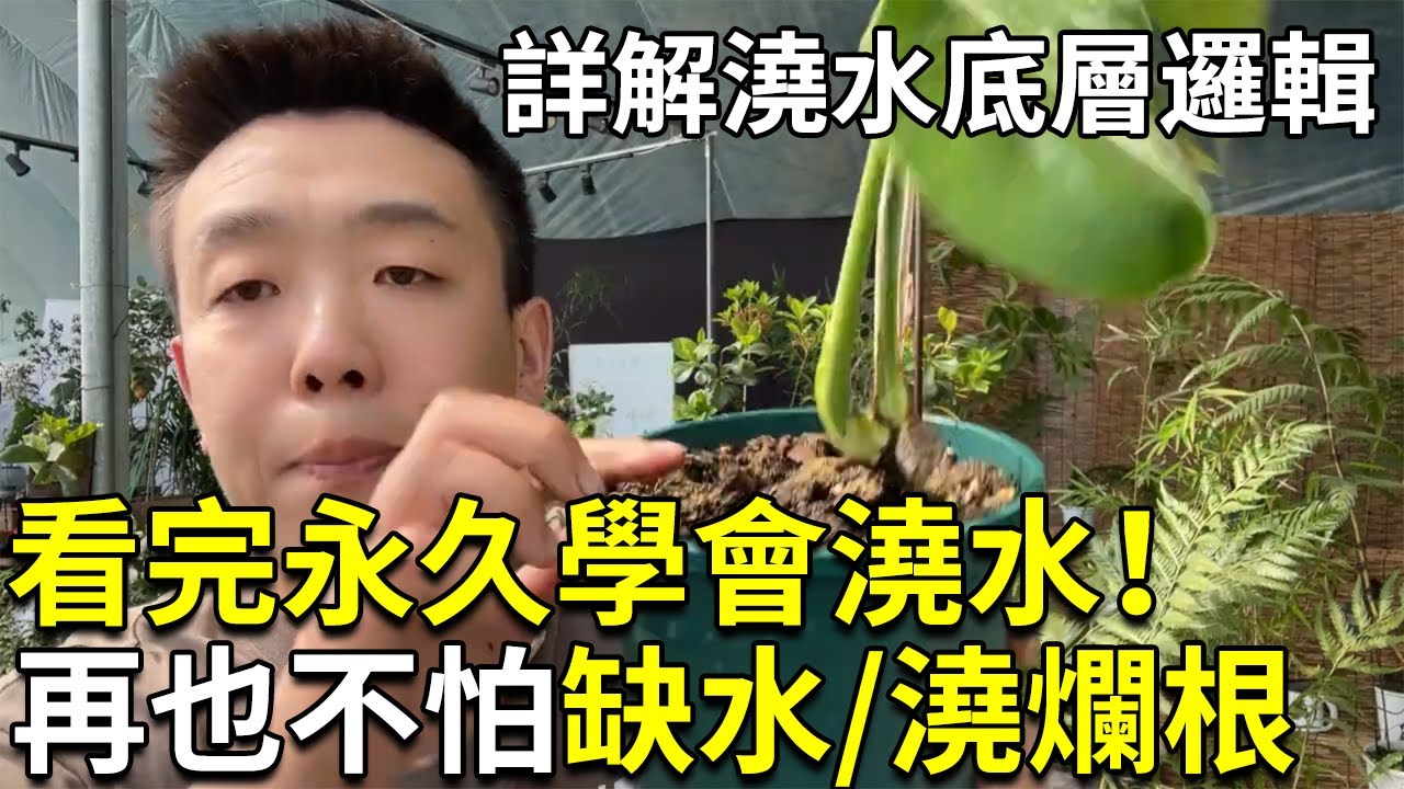看完彻底学会浇水！汇总浇水遇到的所有问题，讲清浇水的底层原理，新手再也不怕养不好植物了【禅艺绿植工作室】