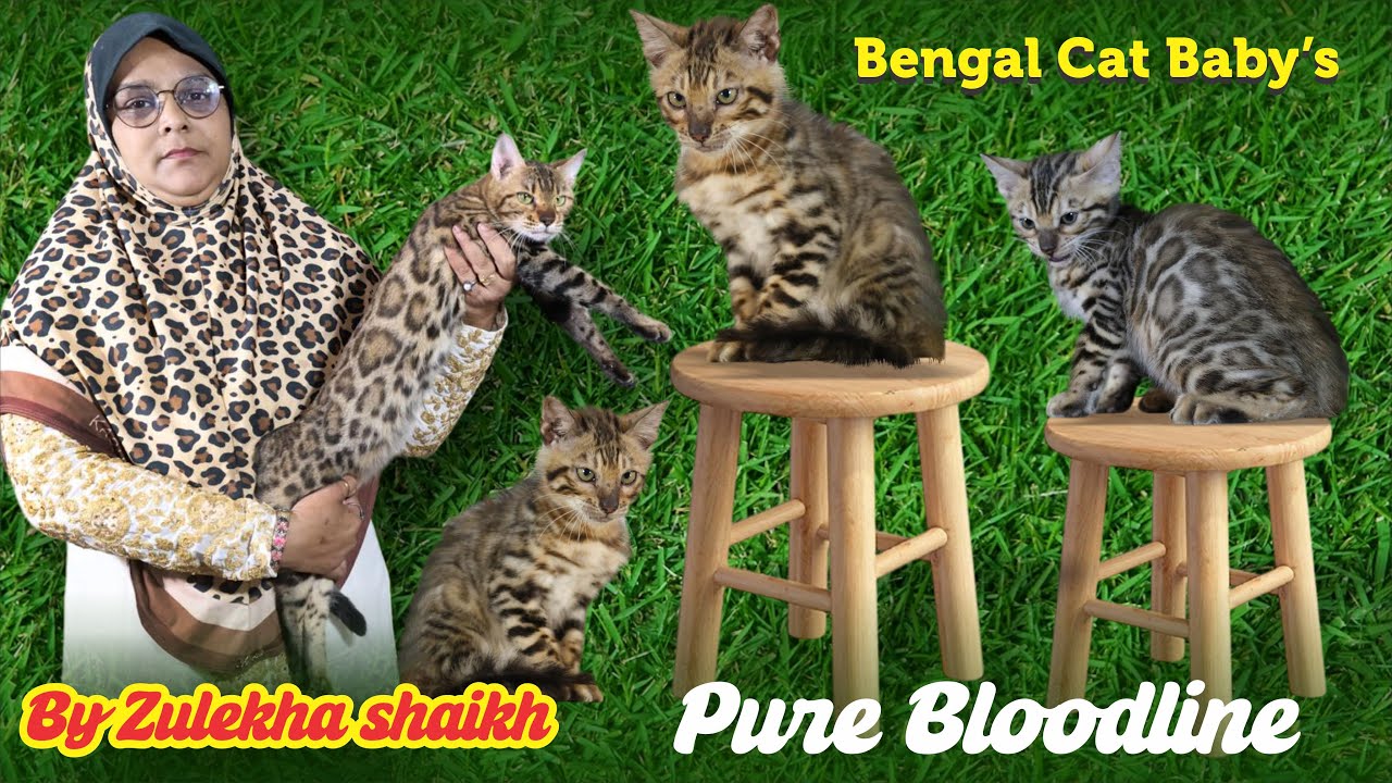 Pure Bloodline Bengal Cat At Pearl Cattery by Zulekha Shaikh
