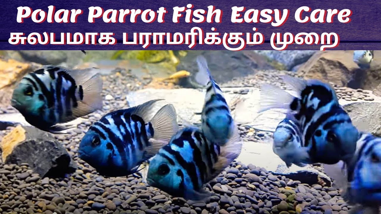 Polar blue parrot cichlid Fish | துருவ நீல கிளி சிச்லிட் மீன் | Aqua shots | AS