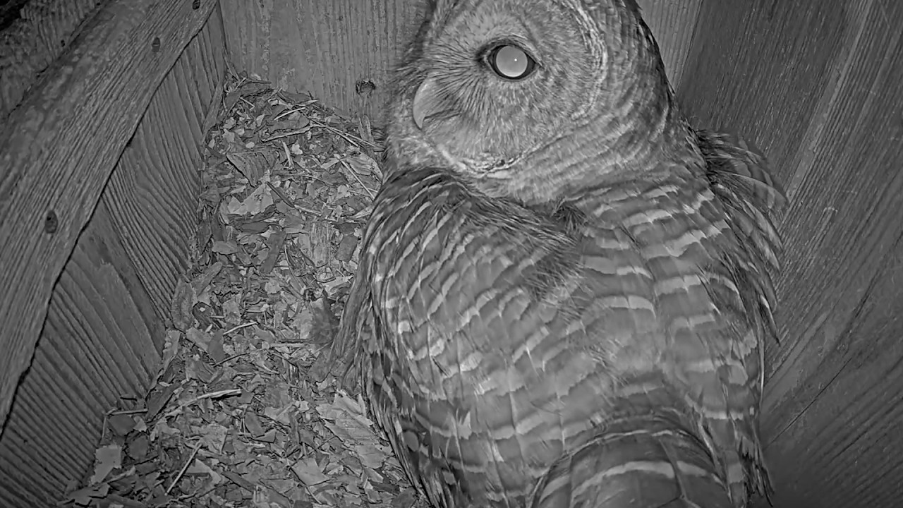 Female Barred Owl Hoots To Her Mate Before An Early Morning Incubation Break | Mar. 13, 2026