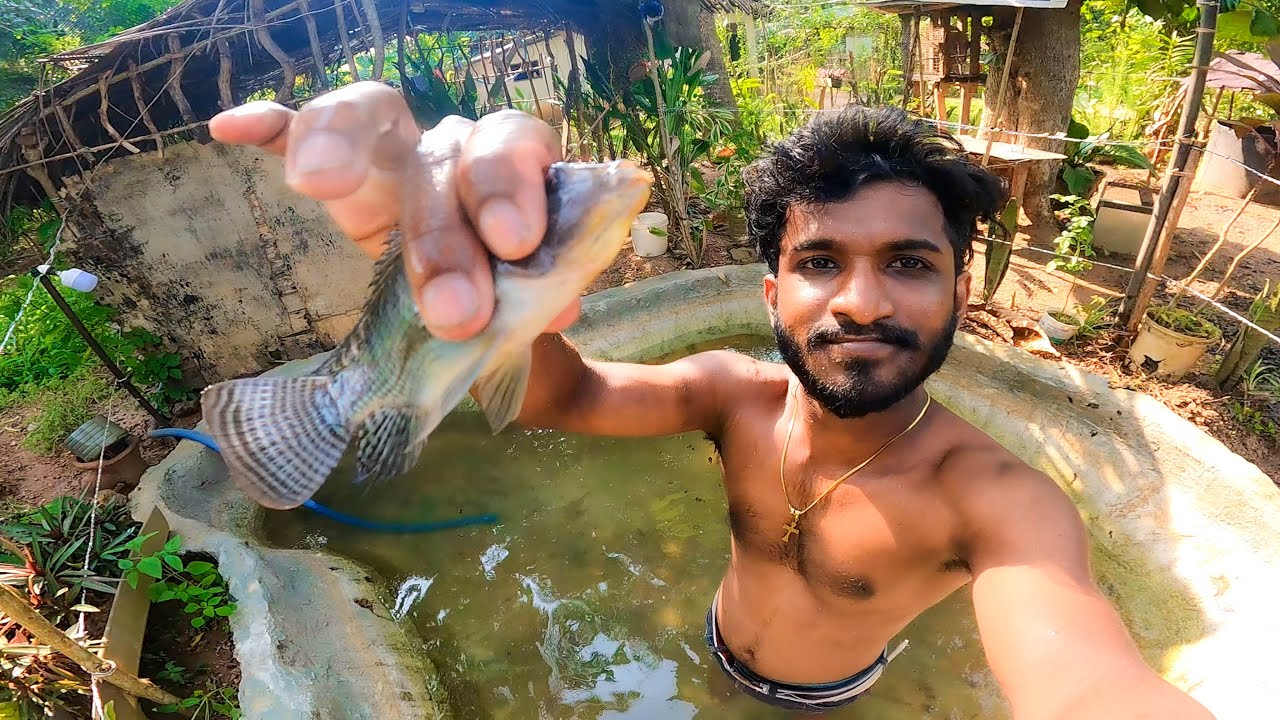 වෙල් මාලු ඉන්න පොකුන අස්කරා 🐟😲 | The pond where the fish live was cleaned | Jungle Boy Adventures