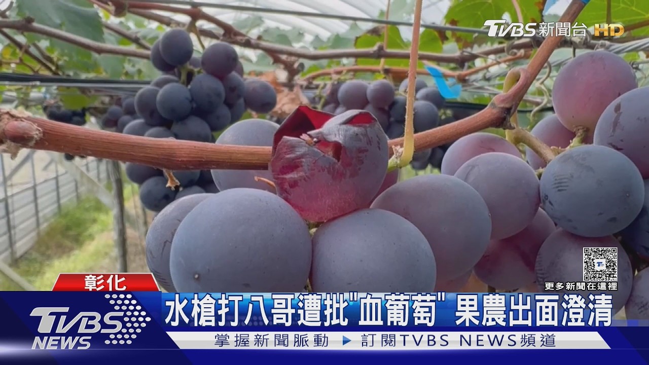 水槍打八哥遭批「血葡萄」 果農出面澄清｜TVBS新聞 @TVBSNEWS02