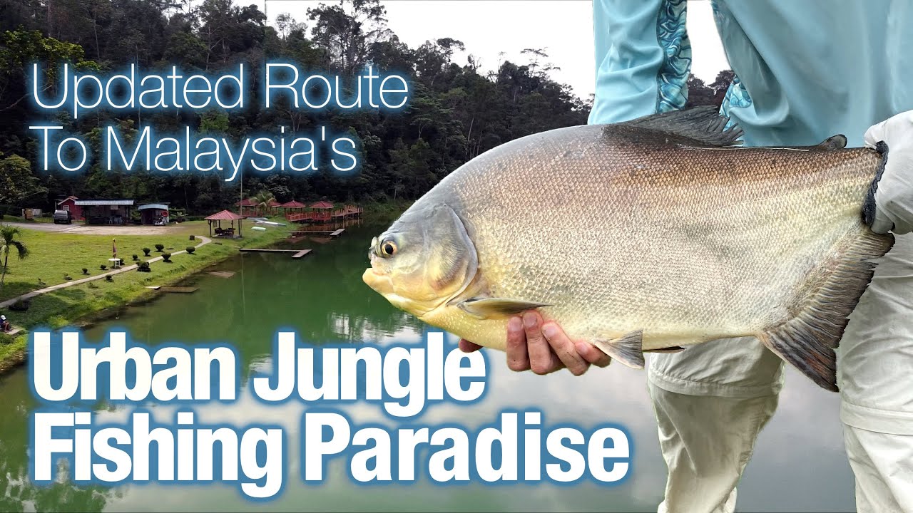 Drive into Empangan Air Kuning (Pandu masuk dan mancing di Taman Botani Negara Shah Alam) Pacu Fish