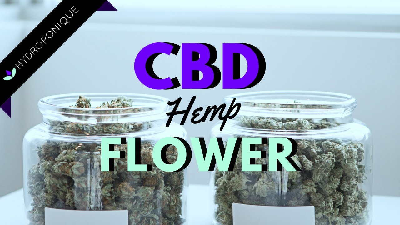 CBD Flower : 3 Benefits and How It Differs from CBD Oil