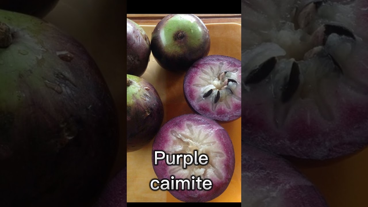 FRUITS FOUND IN TRINIDAD AND TOBAGO.