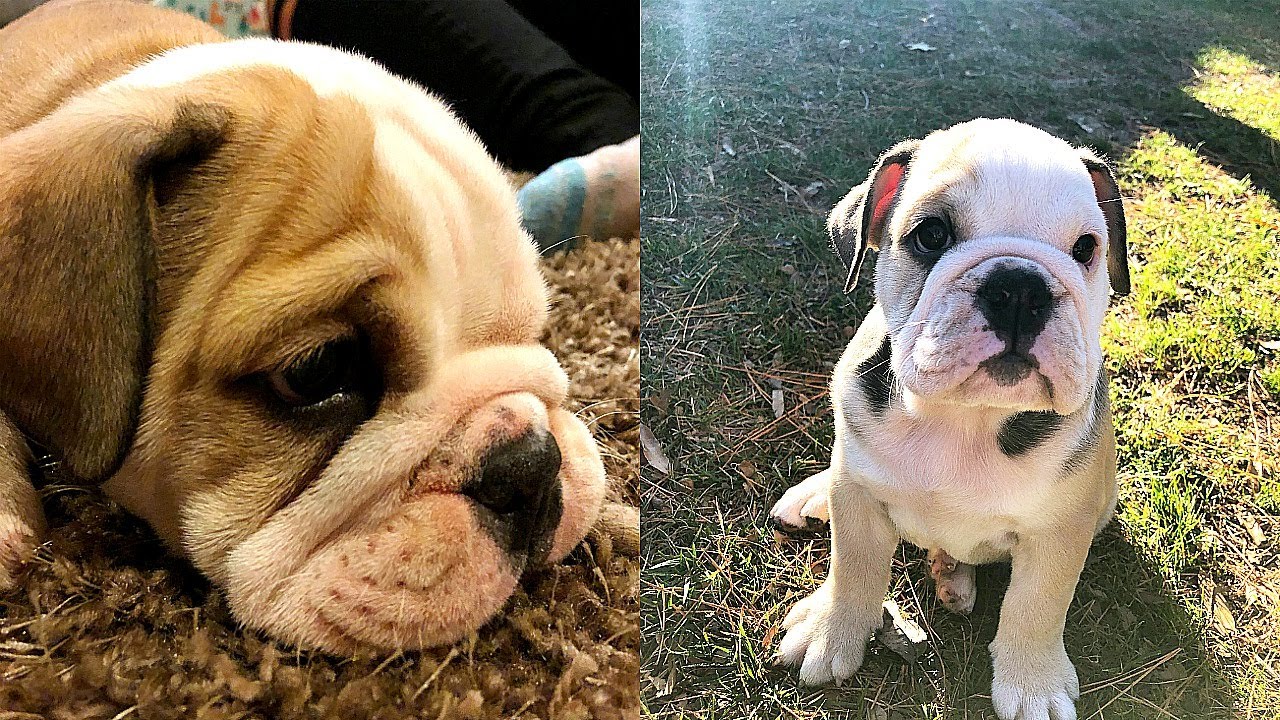 Meet LOLA The Bulldog Puppy!