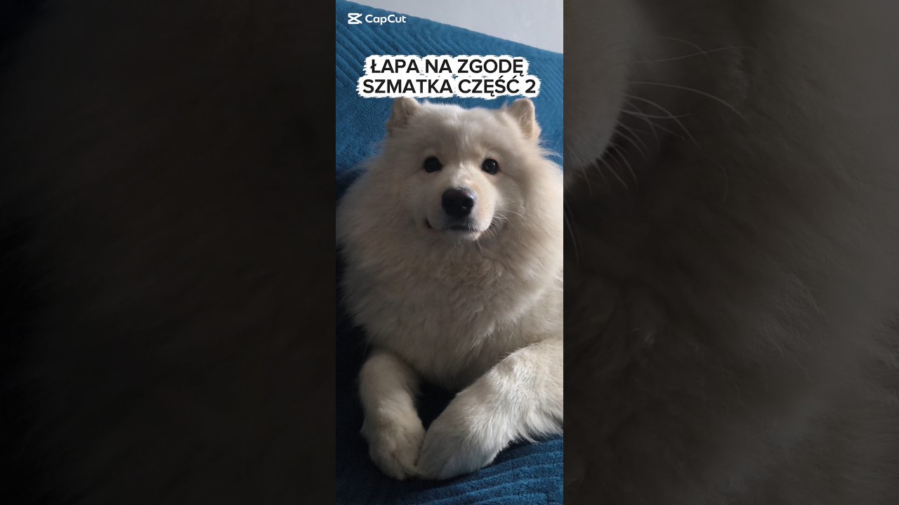 ŁAPA NA ZGODĘ #funny #funnyanimals #funnydogs #funnyvideo #funnyshorts