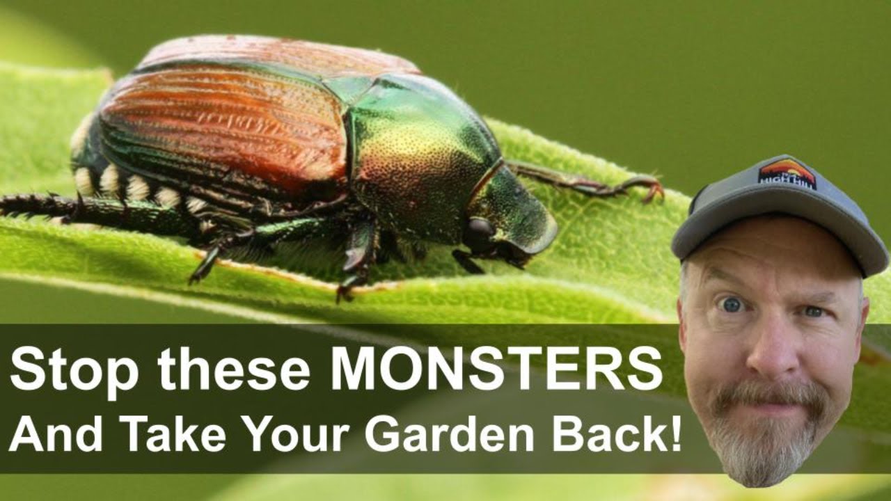 How to Get Rid of Japanese Beetles and Stop the Plague!