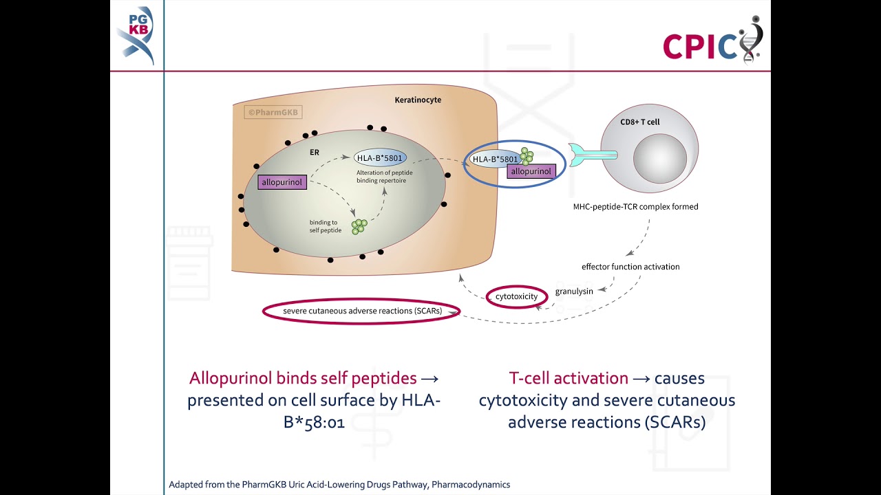CPIC guideline for Allopurinol and HLA-B