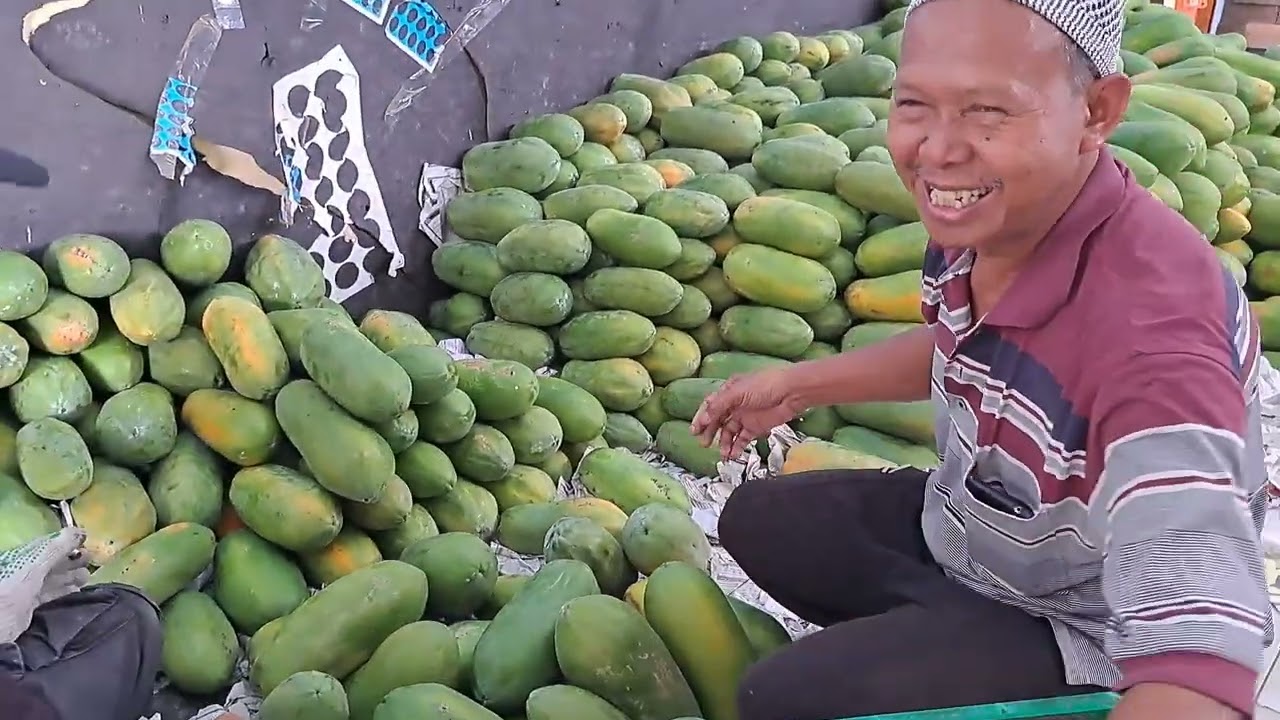 Kondisi Terkini pepaya pasca kemarau panjang ..#petanipepaya#komunitaspengusahamuda