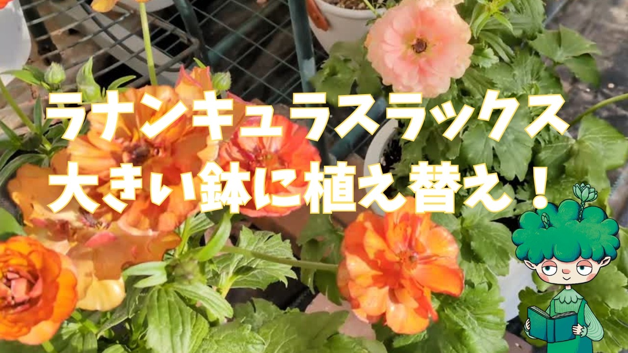 ラックス大きい鉢に植え替え