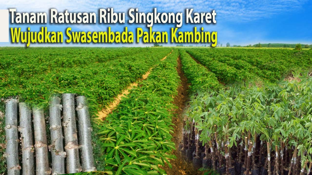 Nekat !! Tanam ratusan Ribu singkong karet pakan kambing, wujudkan swasembada pakan hijauan
