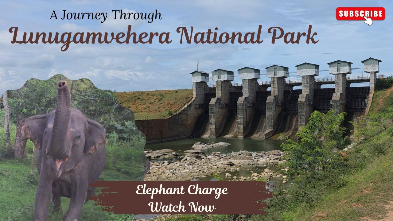 Elephant Charged at Our Jeep 😱 | Lunugamvehera National Park Safari | Monkey Vs Croc