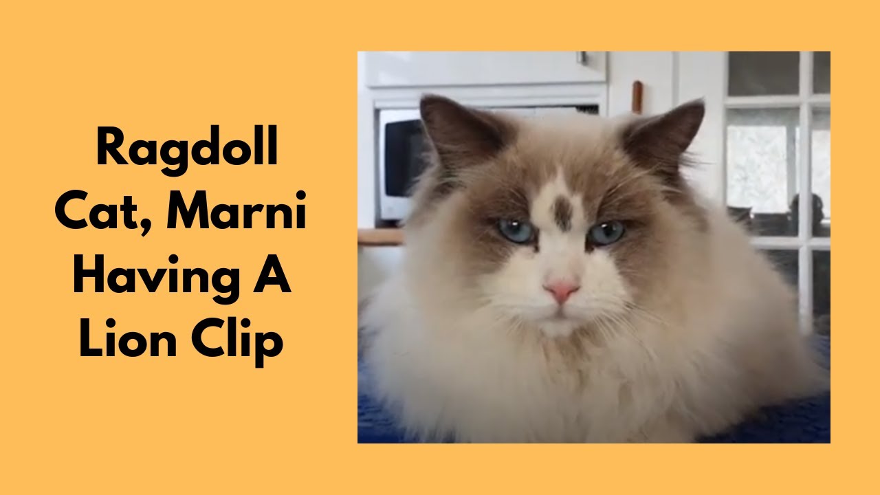 Ragdoll Cat - Lion Clip