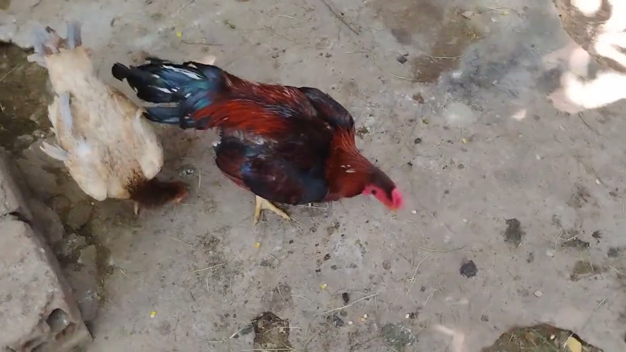 colocando os franguinhos no galinheiro.