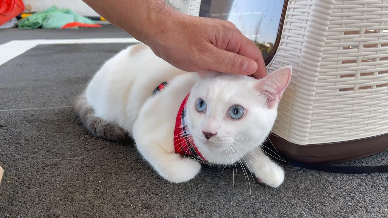 保護してから1年が経ち、弟猫の命の恩人と再会することができました。【弟猫誕生記念第二弾】