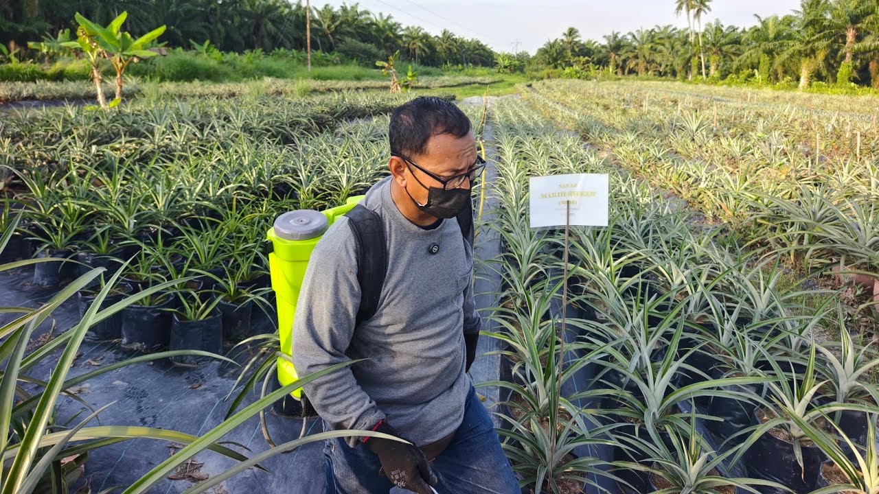 Perkembangan terbaru pokok Mardi Sweet di dalam polybag