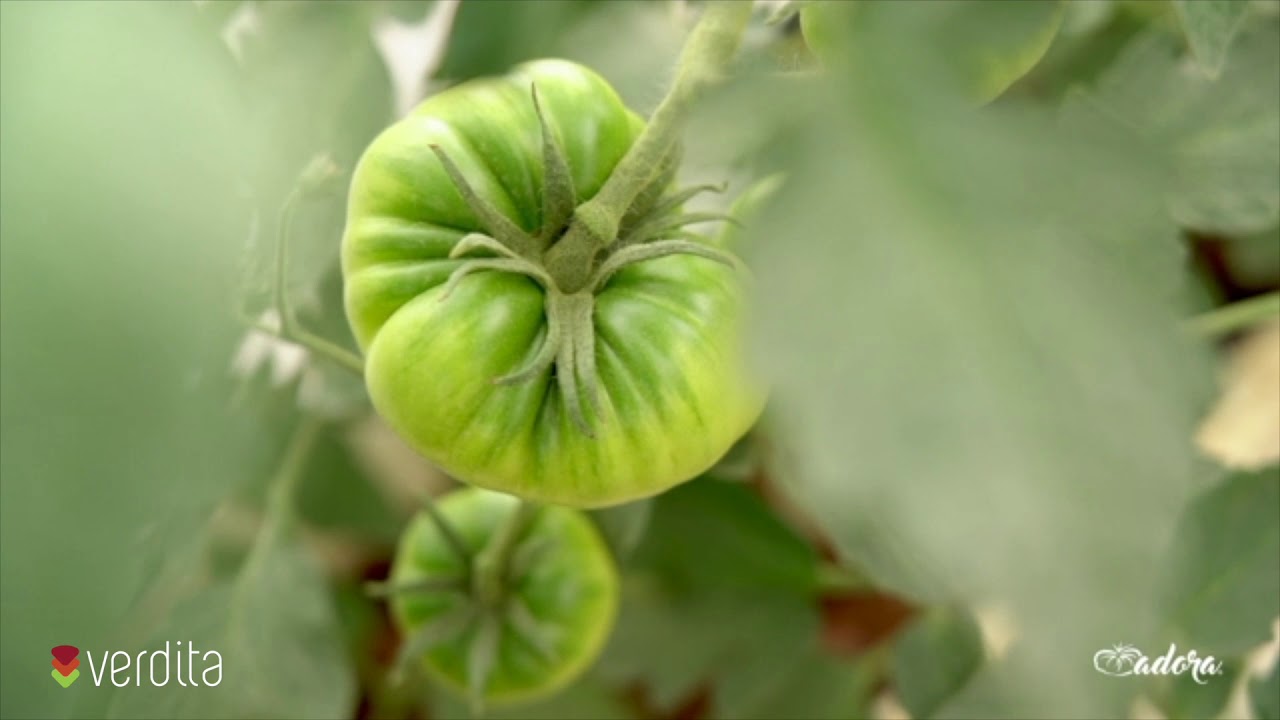 Tomate Adora. ¡El mejor tomate de sabor de la mano de los mayores expertos hortofrutícolas!