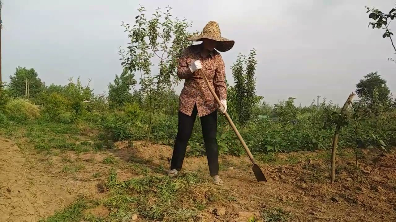 زندگی روستایی :کاشت خربزه وطالبی :نحوه کاشت  خربزه  _ چطور خربزه بکاریم؟