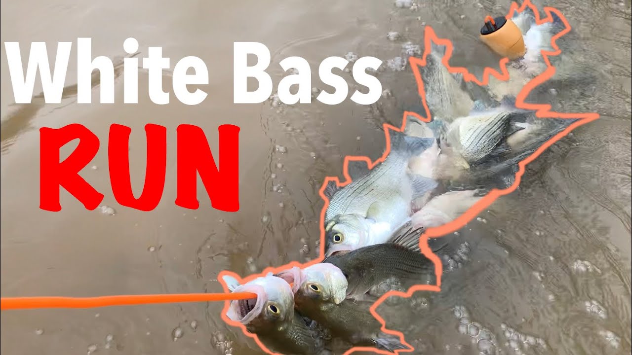 White Bass RUN | Spring Creek 2021