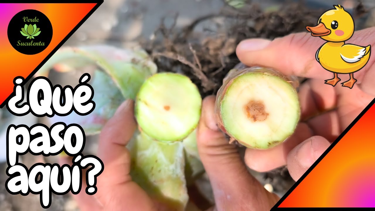 ¿Qué hacer cuando nuestras plantas no se ven bien? ESTO ES LO QUE YO HAGO. 😉🌱🐝