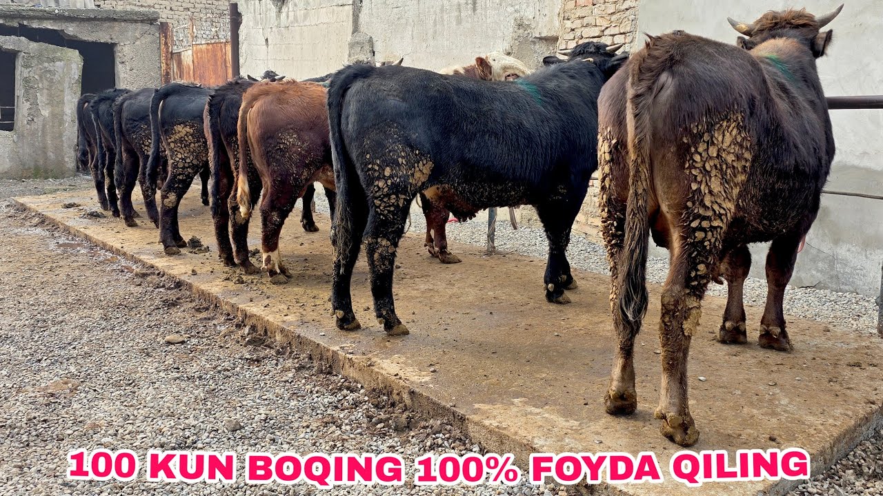 QIRGʻIZISTON  SHVEST  PARODA BUQALAR.  HABIBULLOXDAN SONGA  EMAS  SIFATGA. 