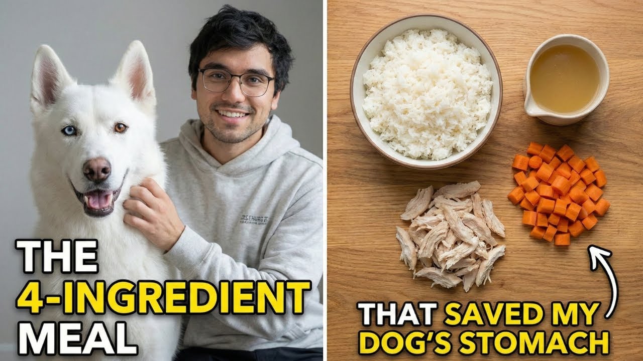 The 4-Ingredient Meal That Saved My Dog's Stomach