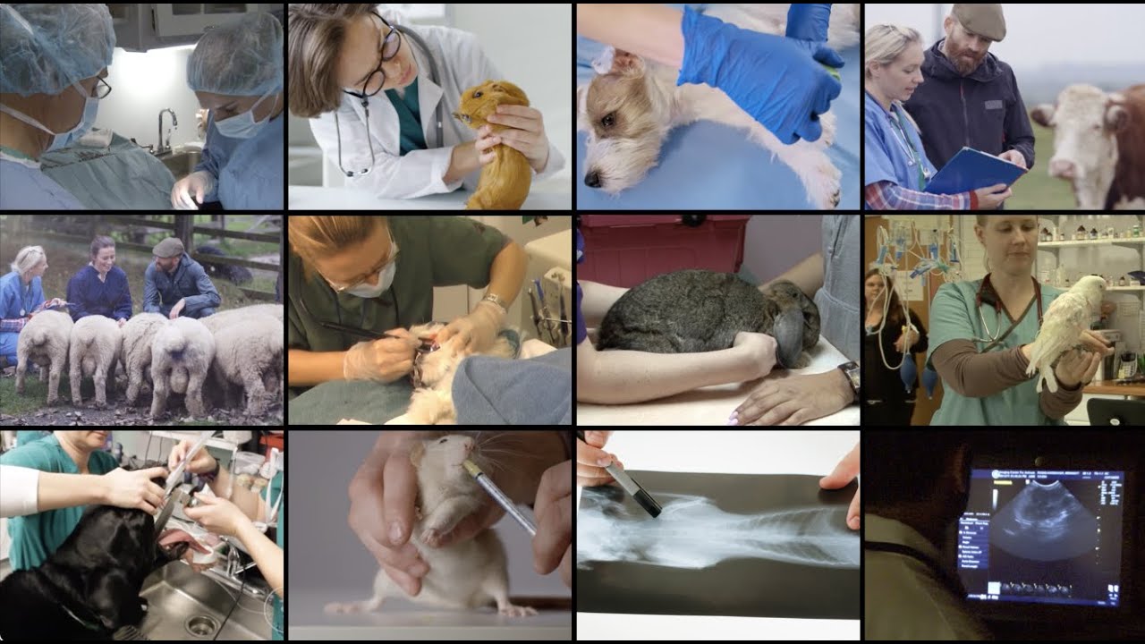 AVMA CVTEA&reg;: 50 years improving veterinary technician education