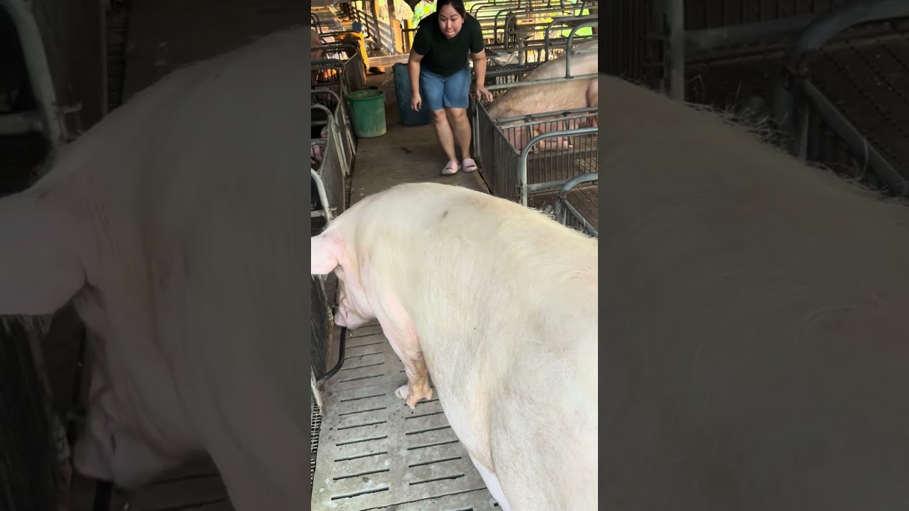 พากหมู ไล่แม่ย้ายกรง ลูกวิ่งสวนไปสวนมา เล่นซะเหนื่อยเลย #คนเลี้ยงหมู #pig #pigfarming #piggy 