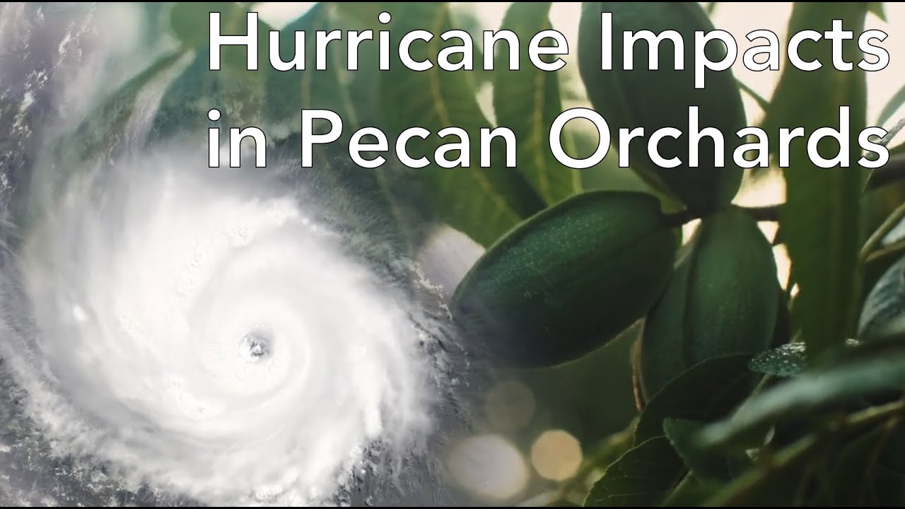 Improving Hurricane Resilience of Georgia’s Pecan Industry