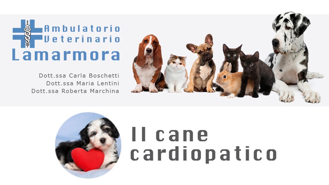 Il cane cardiopatico - Mi Fido di Te, Teletutto