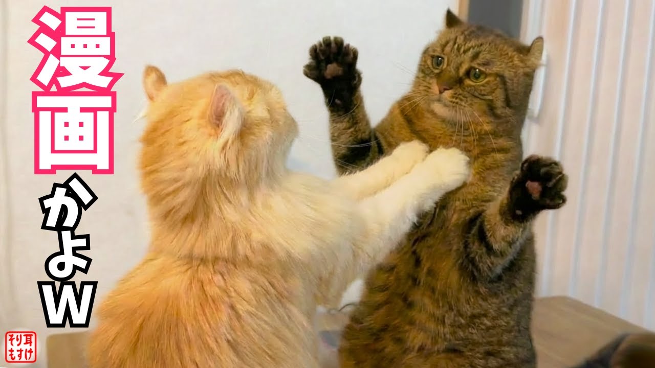 困った顔でボコボコ殴り合ってる猫たちが完全にマンガの一コマだったｗ
